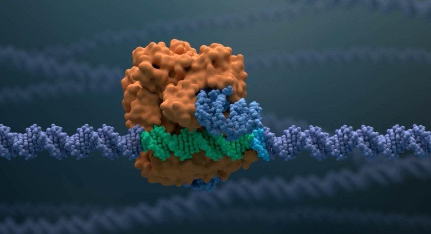 FDA Sets PDUFA Dates for First CRISPR Gene Edited Therapy