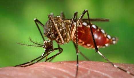  Takeda Pulls Application for Dengue Vaccine