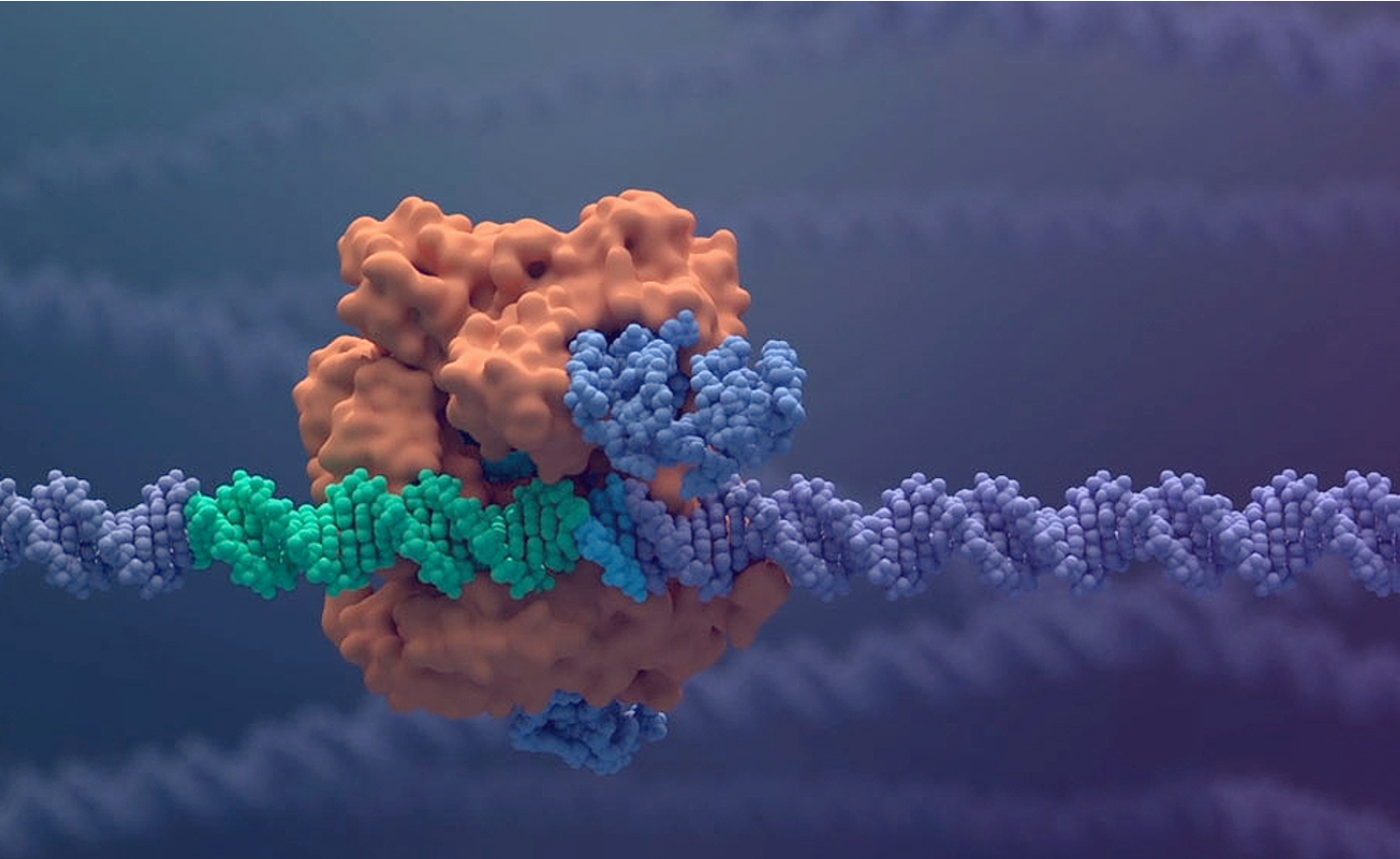 CRISPR is a family of DNA sequences that, when coupled with the enzyme Cas9, acts as scissors to cut strands of DNA. The cell can recognize damaged DNA and works to repair it. This process enables scientists to edit parts of the genome. Shown here is CRISPR-Cas9 interacting with DNA.

Photo courtesy of Vertex Pharmaceuticals