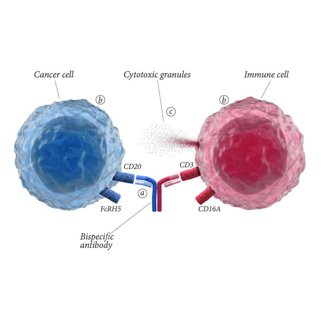 Bispecific antibodies simultaneously bind to targets on the surfaces of cancer cells and immune cells. After binding, immune cells are redirected to cancer cells. This results in T-cell-mediated destruction of cancer cells via the release of cytotoxic granules.