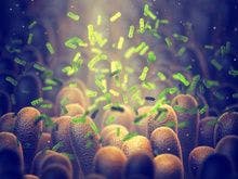 FDA Approves Rebyota, the First-ever Microbiota Product